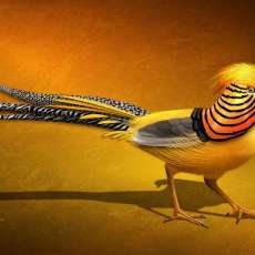 Chinese Golden Pheasant Portrait