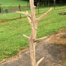Driftwood Halltree