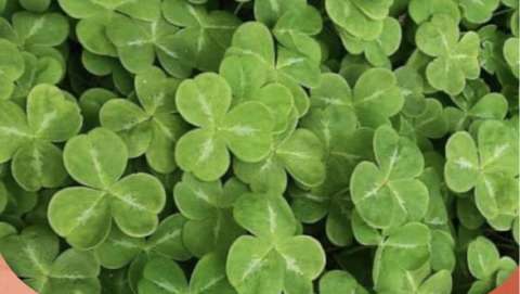 Saint Patrick's Festival