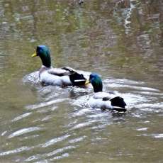 Mallard Ducks Rabun County Georgia