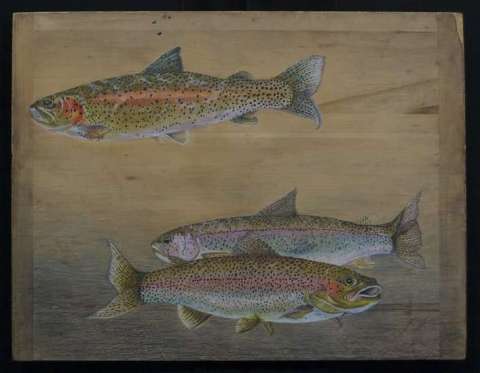 Colleen Letchford Colleen Letchford