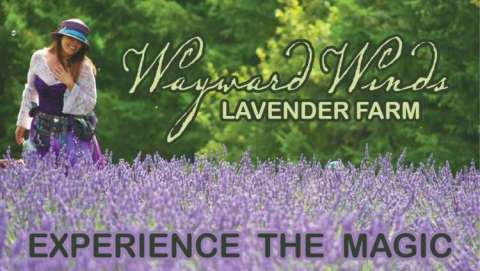 Lavender + Vintage Event