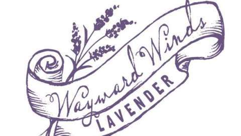 Lavender and Vintage Festival