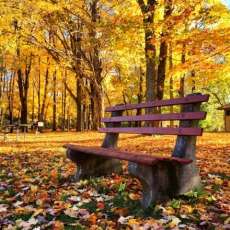 Park Bench