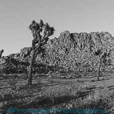 Joshua Tree