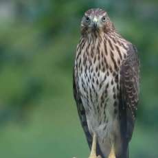Coopers' Hawk