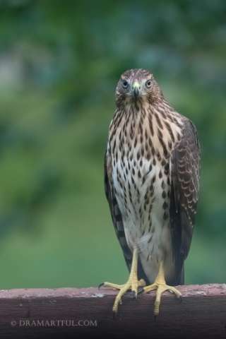 Coopers' Hawk