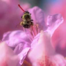 Bee Polinating Rhododendron