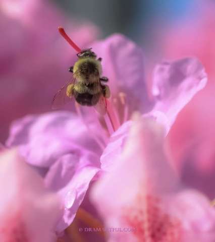 Bee Polinating Rhododendron