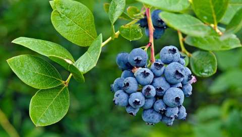 Bluegrass and Blueberry Festival