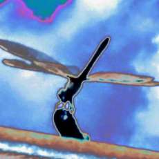 Dragon Fly