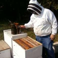 bill working  hives