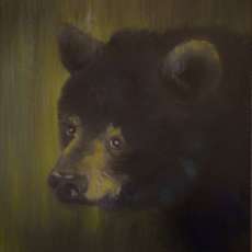 Baby Black Bear