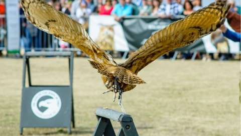 Southeastern Wildlife Exposition