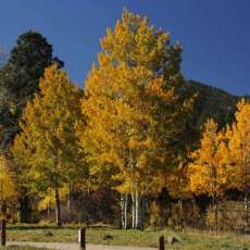 Aspen Gold