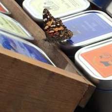 A Beautiful Summer Day at the Market