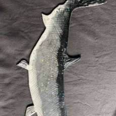 Tarpon Plaque