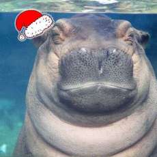 Baby Fiona Sleeping Christmas Photo