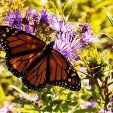 Monarch and Aster