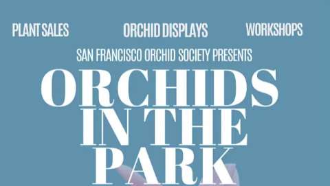 Orchids in the Park