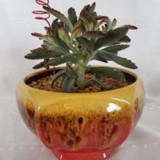 Kalanchoe Tomentosa Chocolate Soldier