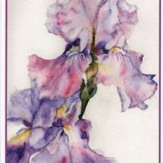 Iris Watercolor