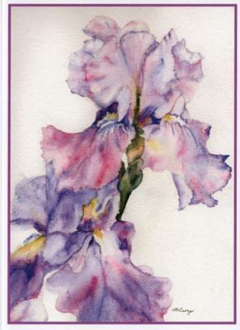 Iris Watercolor