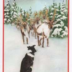Christmas Border Collie