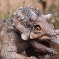 Sarah the Triceratops