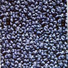 Blueberries