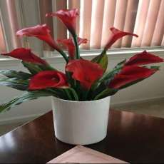 Red Calla Lily