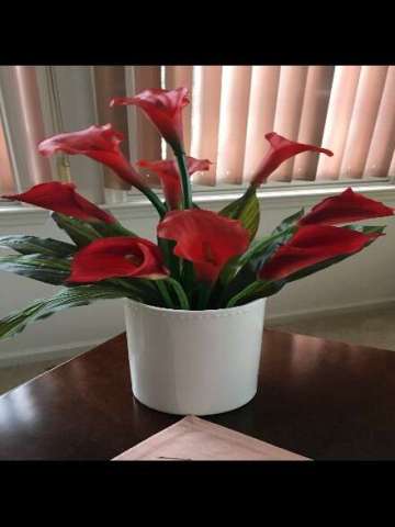 Red Calla Lily