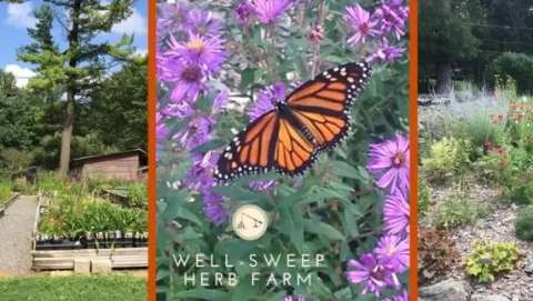 Well-Sweep Herb Farm's Fall Flower Festival