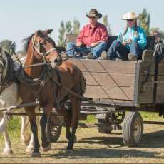 Horse-Drawn Wagon Rides