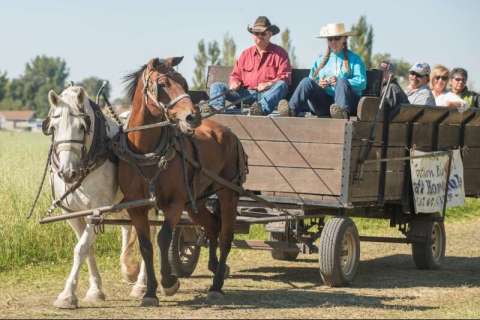 Horse-Drawn Wagon Rides