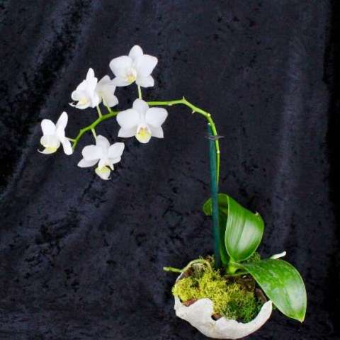 Bowl With Orchid