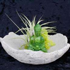 Bowl With Buddha and Airplant