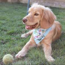 Double-Up Pet Bandana- Over the Collar