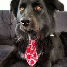 Big Dog Neck Tie - Over the Collar