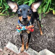 XS Pet Bow Tie