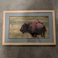 Framed Bison Photography