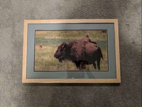 Framed Bison Photography