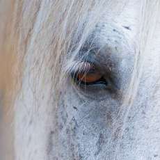 Seeing Eye to Eye With a Horse