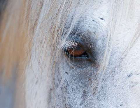 Seeing Eye to Eye With a Horse