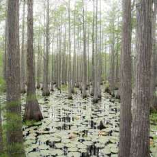 I Want to Walk on Lily Pads