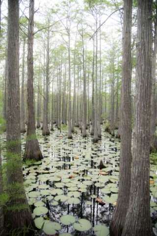 I Want to Walk on Lily Pads