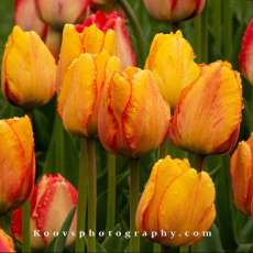 Spring Blooming in the Rain