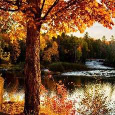Golden Tones of Lower Falls