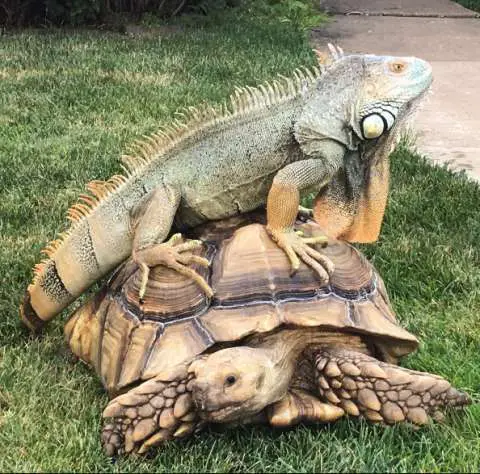 Zoey the Green Iguana and Mortoise the Tortoise