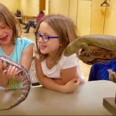 Bilbo the Blue Tongue Skink and Marty the Monkey Tailed Skink